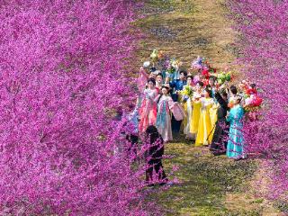春游江淮请您来 | 亳州华佗百草园：“十二花神”踏春来，药香花海醉游人