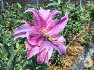 吉镜头｜长春清泉湖百合种植大棚内花开正艳