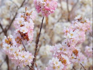 “崂山春日·48小时逃离计划”邀您共赴春日山海之约——2026“春色崂山”文旅休闲季正式启幕