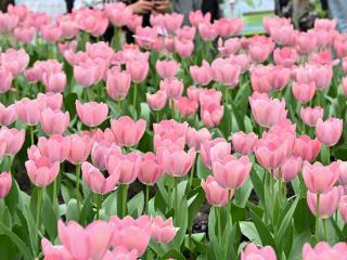 吉镜头｜春日花海盛放 长春农博园清明假期迎来赏花热潮