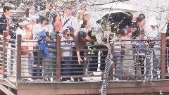 西安兴庆宫公园两人落水 衣服当“救援绳” 众游客合力救援