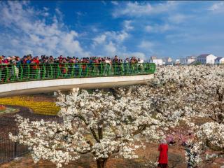人气爆棚！梨花树下摊位排长龙，“春日黄金周”灌云伊园成顶流