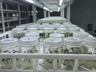 兴业·强县·富民｜“大家吃到的丹东草莓，种苗很多来自我们吉林”