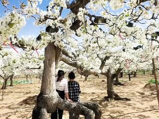 高碑店市2026年乡村振兴文旅促消费活动启幕