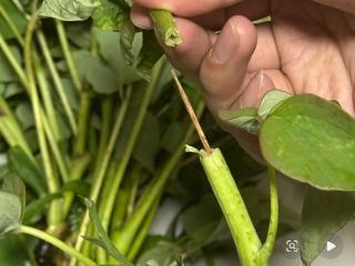 游客称在洛阳一市集买的牡丹，竟是牙签固定的 “断头花”！市集回应：已关注，正核实