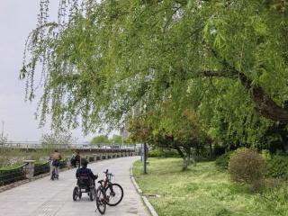 六安柳絮开始乱舞 医生：过敏人群外出记得戴口罩