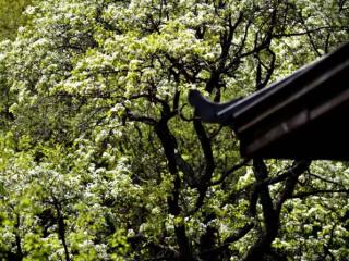 这么近，那么美 春天去辽源梨花谷