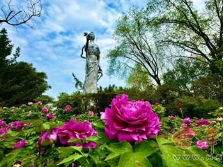 鄠邑区阿姑泉牡丹苑迎来牡丹盛花期