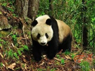 科学周刊||探秘秦岭珍稀生灵：不止有“四宝” 个个都是国宝级
