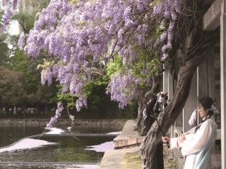 “紫 ”是一道光，如此美妙