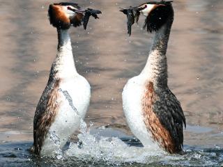 罗浩拍吉林丨南溪湿地公园：凤头鸊鷉“撞胸”筑爱巢