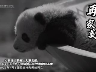 大熊猫“家美”的幼崽因病死亡