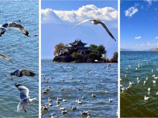 邂逅“鸟浪”！这份观鸟“装备神器”请收好