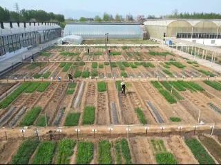 国家级科技小院落户泰山区上高街道 山东泰山番茄科技小院成功获批