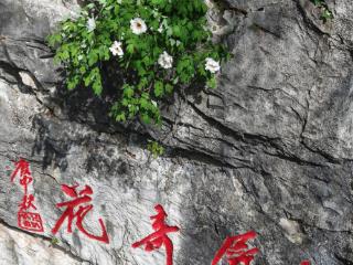 巢湖千年牡丹花开9朵 迎来最佳观赏期