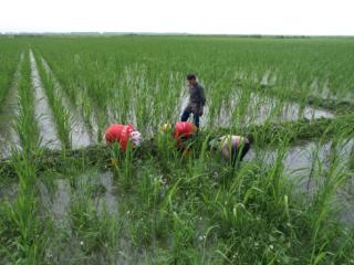 兴业·强县·富民｜镇赉“以茭治碱”蹚出县域富民产业新路子