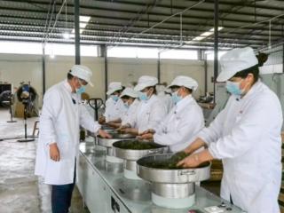 凤冈：清明毛峰香满车间 匠心“搓”出市场新宠