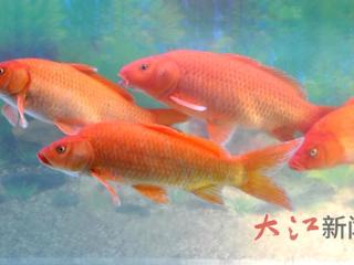 兴国红鲤鱼“游”向全国（图）
