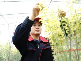 良种良技促增收