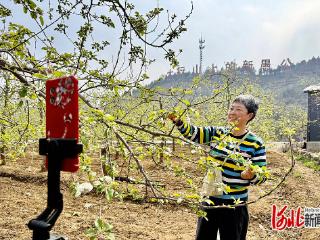 岗底苹果花又开