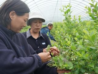 临沭县大兴镇：“范大师”蓝莓大棚传技