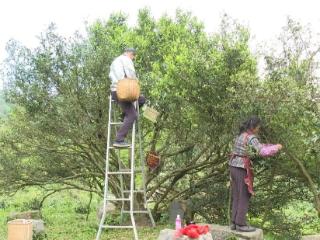 普定县：朵贝古茶树迎来开采季