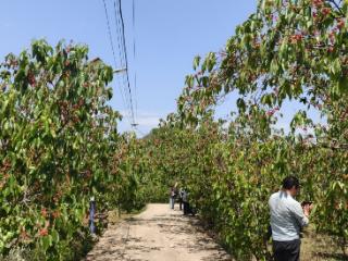 樱桃熟了！镇宁自治县农旅融合让“甜蜜产业”更红火