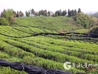 凤冈：1.5万亩抹茶基地盖上遮阳网
