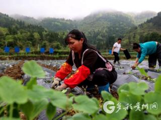凤冈县玛瑙村：蔬菜基地呈现繁忙景象