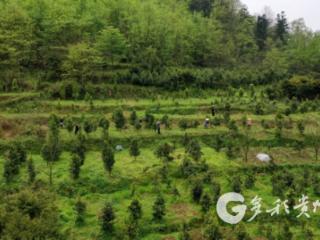 习水县羊久村：九百亩大树茶冒新绿 指尖一掐皆是春