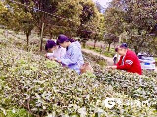 湄潭县黄家坝中学开展清明主题劳动教育实践活动