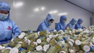 别被假洋货忽悠!灵芝孢子油选品核心:认准中国正品标杆