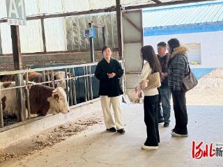 河北省肉牛创新团队：赴承德市丰宁满族自治县专项调研六方联动模式