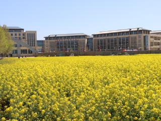 千亩花海迎春到 百项非遗入校园——石家庄经济职业学院第二届“油菜花节”暨百项非遗进校园活动开幕