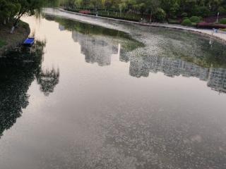 漫天飞舞的烦人“毛毛”又来了 安徽苗木花卉专家详解如何防护