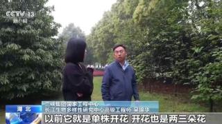 “植物活化石”珙桐迁地保护取得新突破