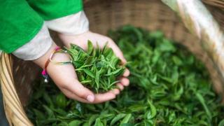 来日照，拥抱春天