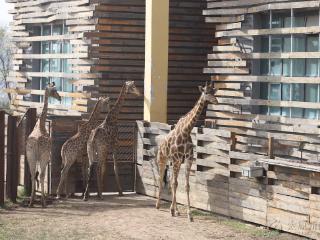 动物开启外放模式