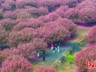 海棠花开醉游人