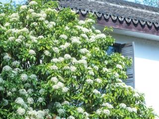 “空气里都是臭臭的”不少人嫌弃的它 却是绿化带“性价比之王”