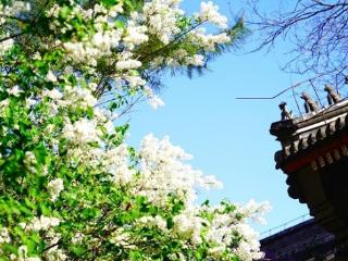 北京的春游，一游千年