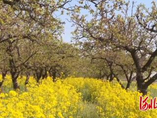 石家庄市鹿泉区上寨村千亩油菜花田迎来最佳观赏期