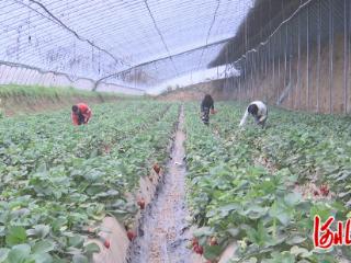 石家庄市鹿泉区：小草莓长成富民兴村大产业