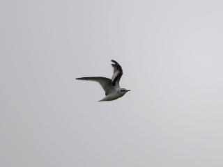 “迷你精灵”小鸥现身巢湖湿地