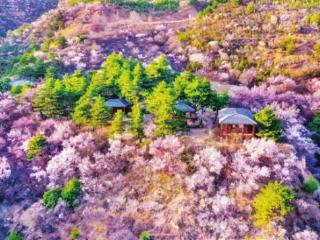 万柏林区桃花沟：昔日矿区疮痍地 今朝桃花映日红