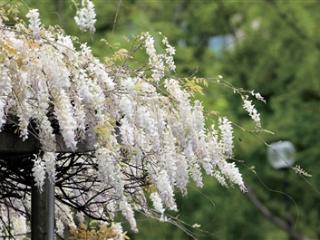 今明两天杭州阳光难见 气温保持“1字头”