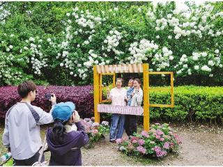 湘湖绣球 盛放迎客