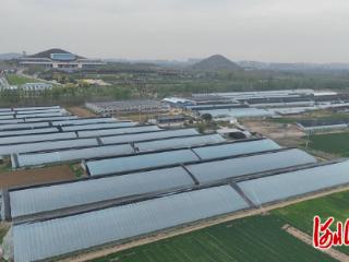 石家庄市鹿泉区：小草莓搭上“数字快车”