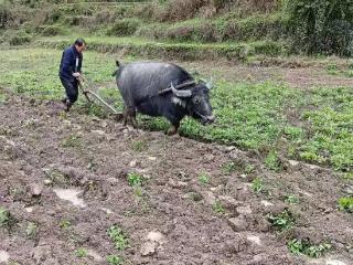 抢抓农时 德江楠杆开展犁田整地工作
