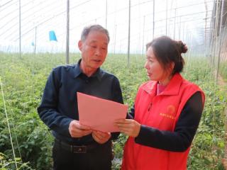 山东济阳：小番茄映初心 绘就振兴新画卷